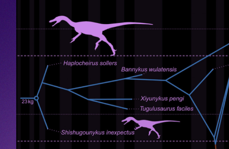 Палеонтологи подтвердили миниатюризацию динозавров-муравьедов