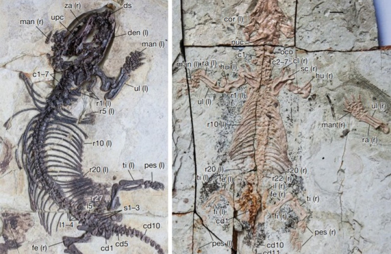 Млекопитающее и цинодонт из раннего мела Китая независимо освоили роющий образ жизни