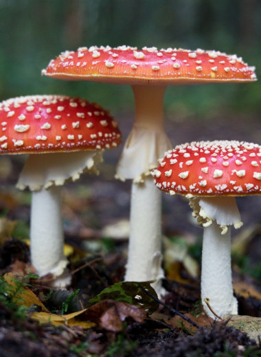 Убийцы под прикрытием: 5 самых ядовитых грибов в мире, которые нельзя собирать в лесу