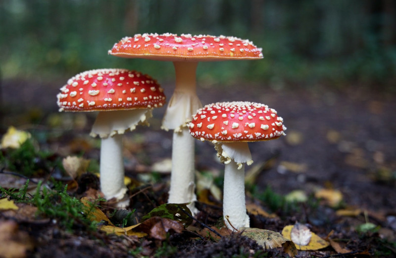 Убийцы под прикрытием: 5 самых ядовитых грибов в мире, которые нельзя собирать в лесу