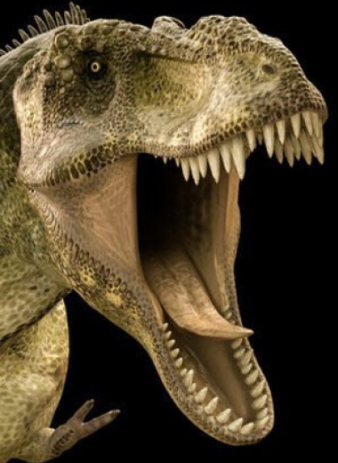 Опаснее, чем мы думали: 10 удивительных фактов о тираннозаврах