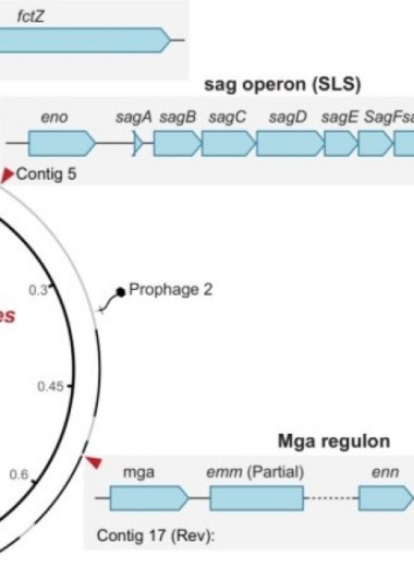 Возбудитель скарлатины циркулировал в доколумбовой Америке