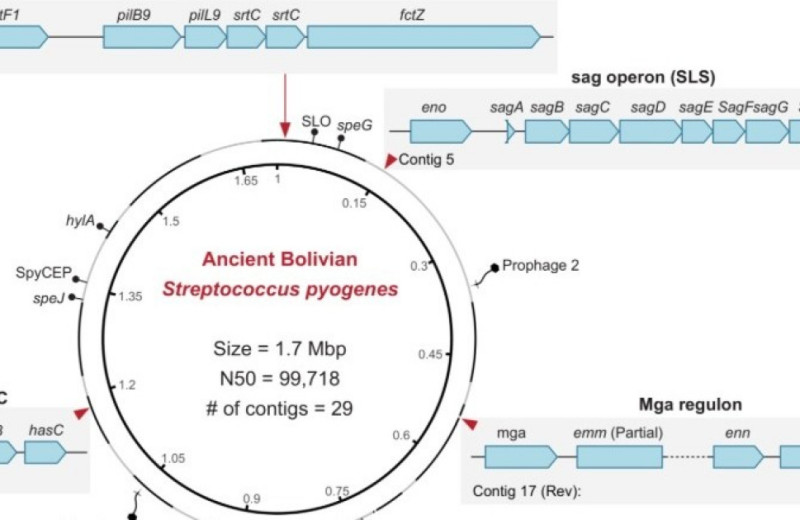 Возбудитель скарлатины циркулировал в доколумбовой Америке