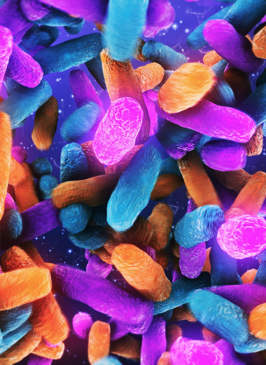 Человек и его бактерии: что нужно знать о кишечной микрофлоре