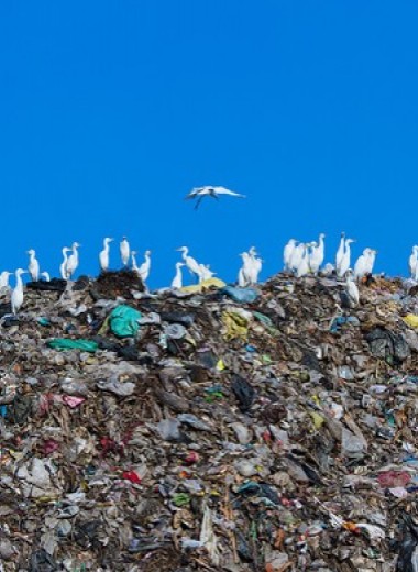 Легализация отходов: Краткая история мусора от древности до наших дней