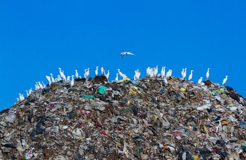 Легализация отходов: Краткая история мусора от древности до наших дней