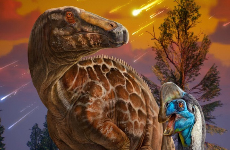Китайские динозавры пришли в упадок за два миллиона лет до вымирания