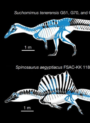 Плотность костей указала на водный образ жизни спинозаврид