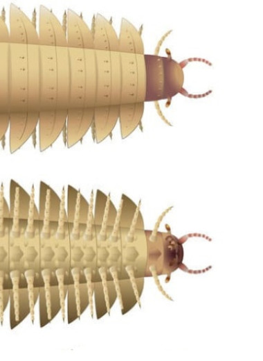 Палеонтологи впервые описали голову 2,6-метровой многоножки