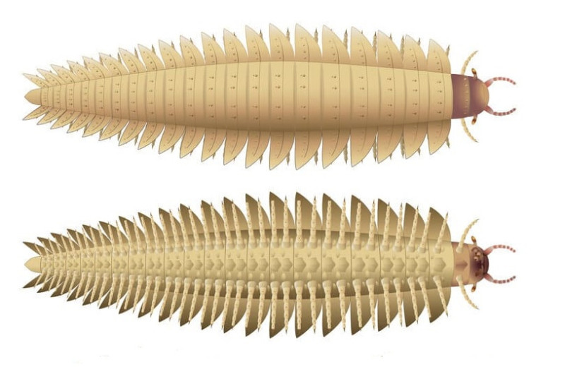Палеонтологи впервые описали голову 2,6-метровой многоножки