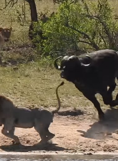 Стадо буйволов спасает собрата от гибели в лапах львов: видео