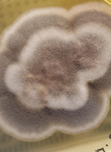 Найдены грибы, способные выжить на Марсе и даже в космосе