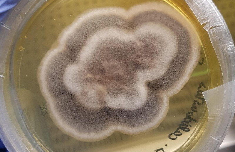 Найдены грибы, способные выжить на Марсе и даже в космосе