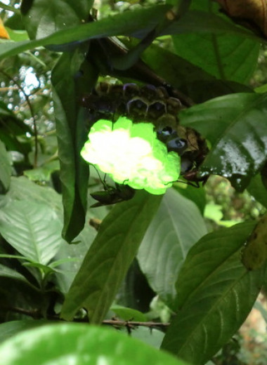 Общественные осы построили флуоресцирующие гнезда