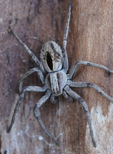 Самцы пауков-филодромид перед спариванием обездвижили самок ядом и связали паутиной