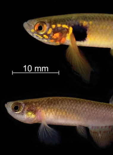 Считавшуюся вымершей рыбу из Боливии переоткрыли спустя 21 год