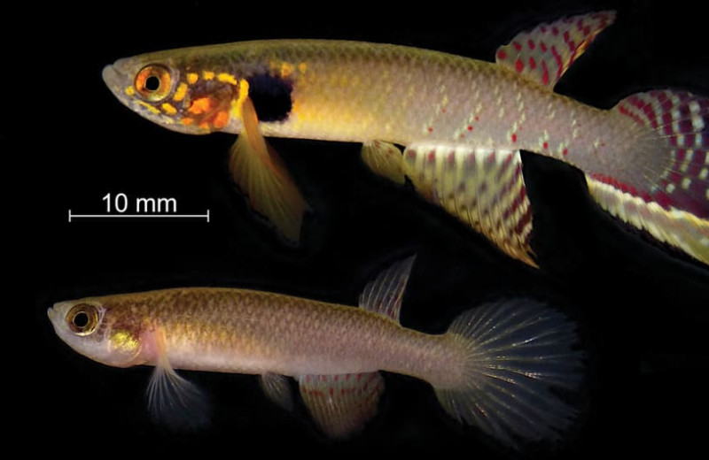 Считавшуюся вымершей рыбу из Боливии переоткрыли спустя 21 год