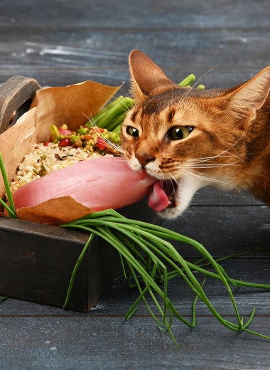 5 самых распространенных мифов о кормах для кошек