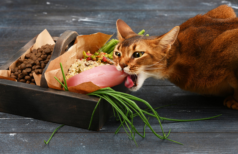 5 самых распространенных мифов о кормах для кошек