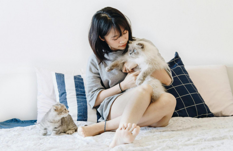 «Коты полезны для здоровья?»: как работает фелинотерапия