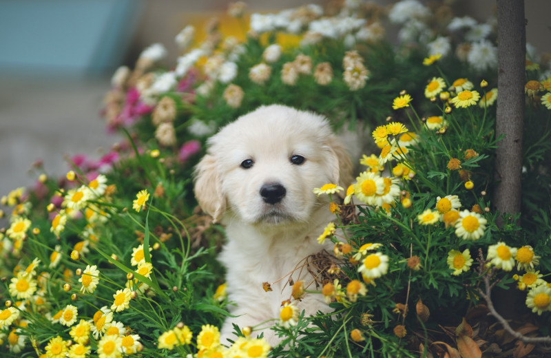 Страшно красивые: 9 ядовитых цветов для собак