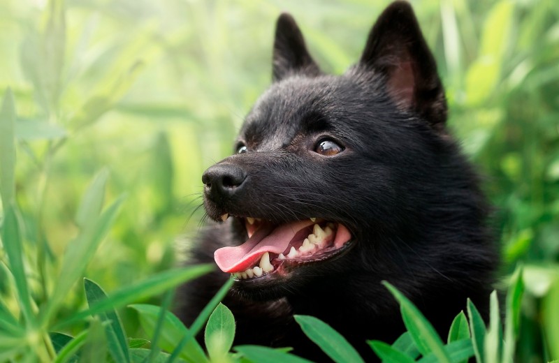 10 редких пород собак, о которых вы не знали