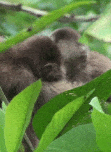 Капуцины из Эквадора зачесались вслед за сородичами