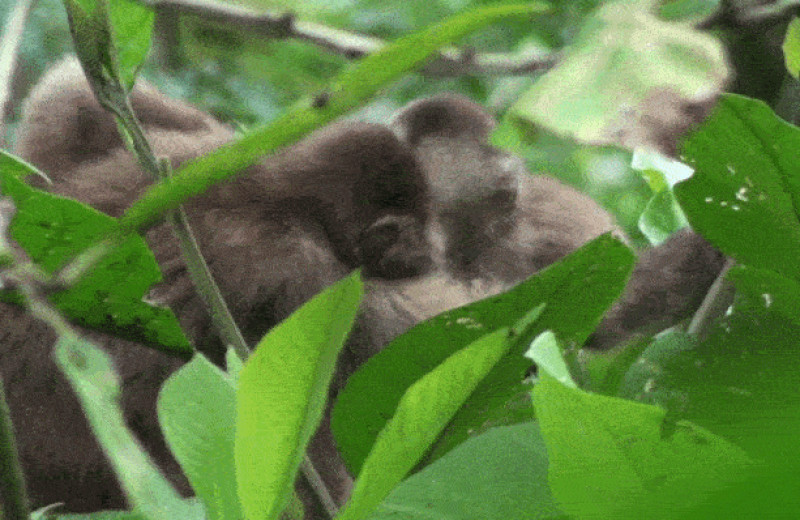 Капуцины из Эквадора зачесались вслед за сородичами