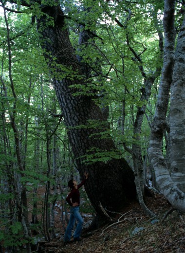 Самое старое дерево Европы: новый рекорд