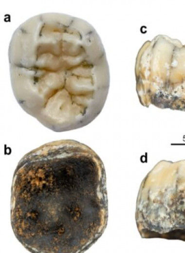 Палеоантропологи впервые обнаружили останки денисовца вне Алтая и Тибета