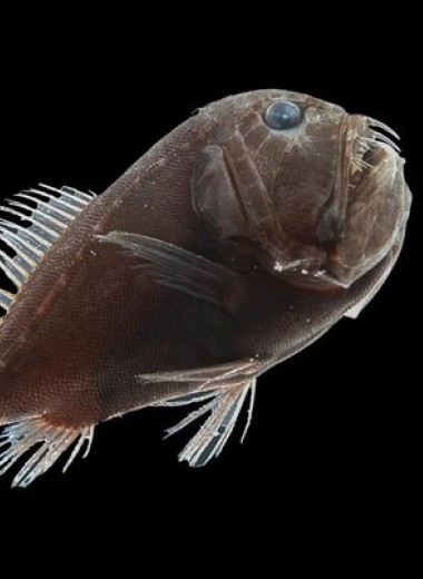 Сверхчерные глубоководные рыбы уловили 99,96 процента падающего света