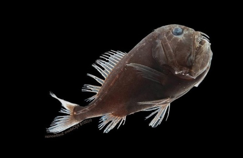 Сверхчерные глубоководные рыбы уловили 99,96 процента падающего света