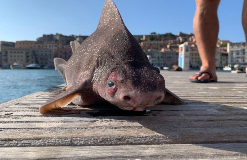 В Италии заметили акулу с мордой свиньи: это что за рыба?