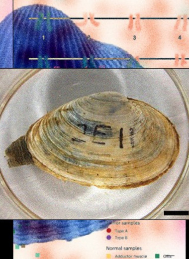 Заразный рак двустворчатых моллюсков оказался генетически нестабилен