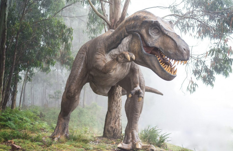 У Tyrannosaurus rex были уникально устроены ноги: они позволяли быстро ускоряться и долго бежать