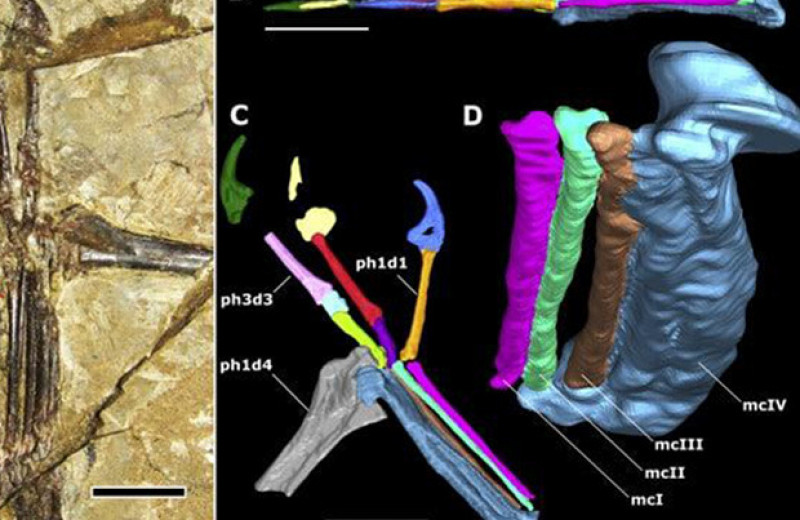 Палеонтологи описали птерозавра с противопоставленным большим пальцем на крыле
