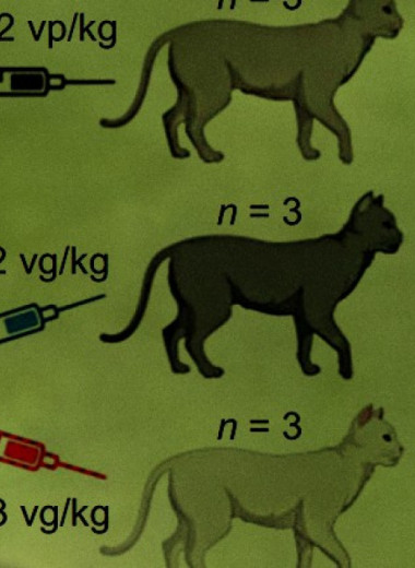 Длительную контрацепцию на основе вирусного вектора испытали на кошках