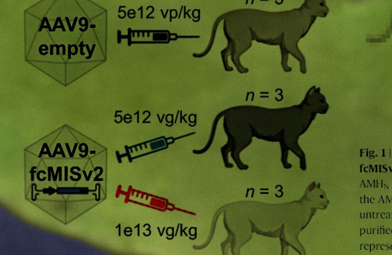 Длительную контрацепцию на основе вирусного вектора испытали на кошках
