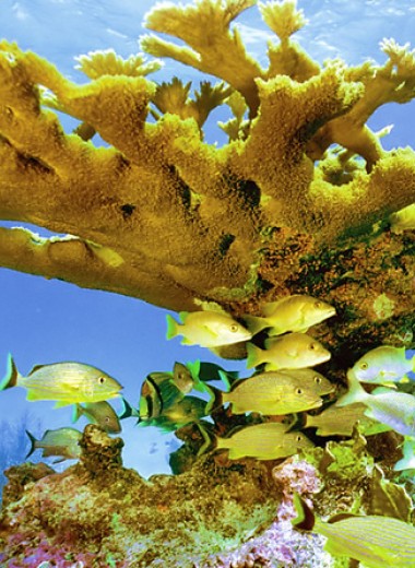 Кораллы начали гибнуть уже в середине XX века