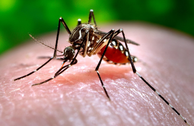 Почему комары любят человеческую кровь?