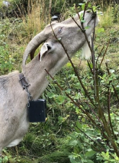 Как кибер-ошейники помогают пасти коз