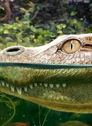 Палеонтологи описали древнего аллигатора из Таиланда