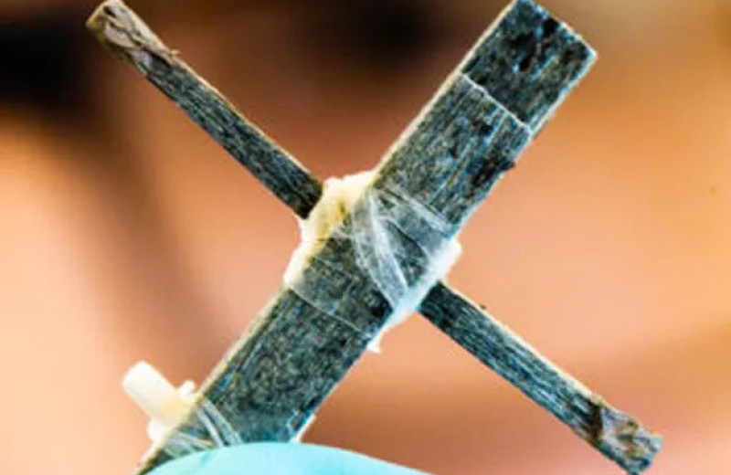 Создан первый в истории деревянный транзистор: на что он способен?