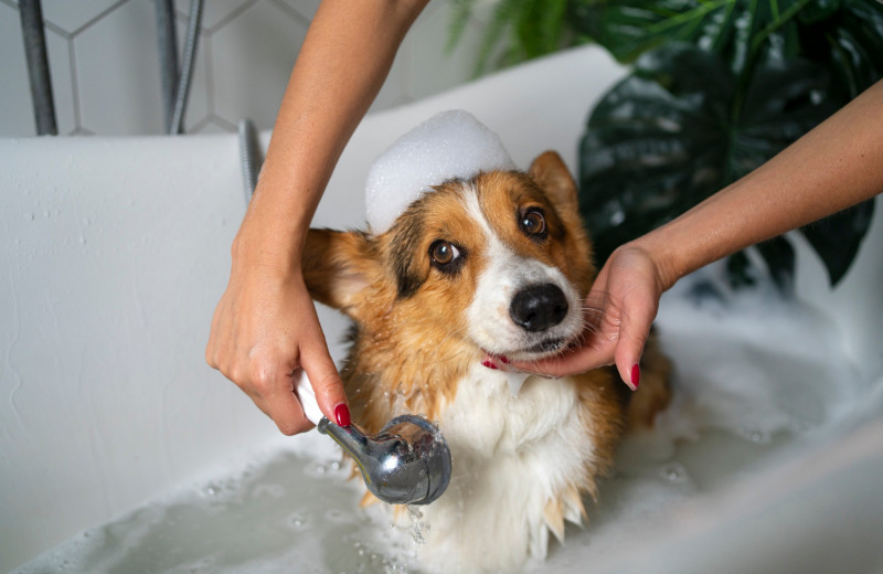 Пахнет мокрой шерстью в квартире? Научитесь правильно мыть свою собаку, чтобы от нее не пахло 