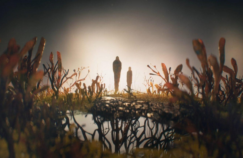5 любопытных фактов о кордицепсе — хищном грибе из The Last of Us