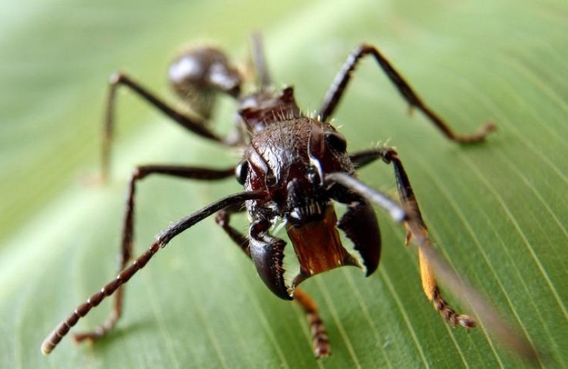 Как жалит муравей-пуля, самый опасный муравей в мире