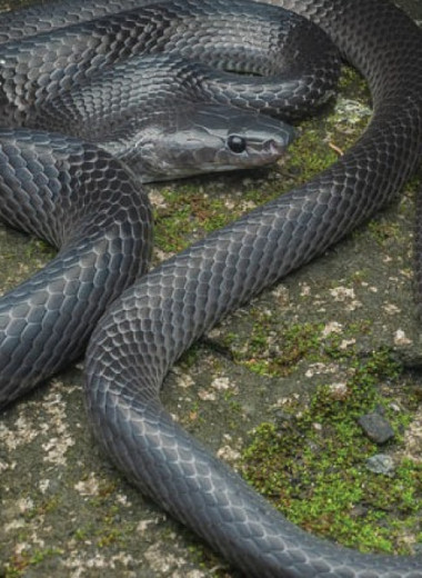 Новый вид змей с острова Большой Никобар назвали в честь Стива Ирвина