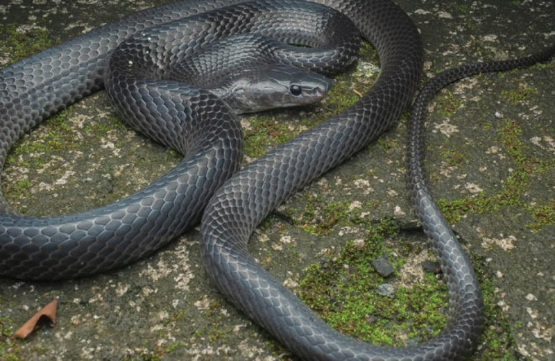 Новый вид змей с острова Большой Никобар назвали в честь Стива Ирвина