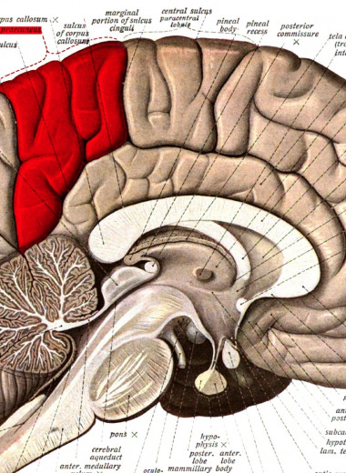 Нейробиологи нашли, где в мозге человека находится его телесное 