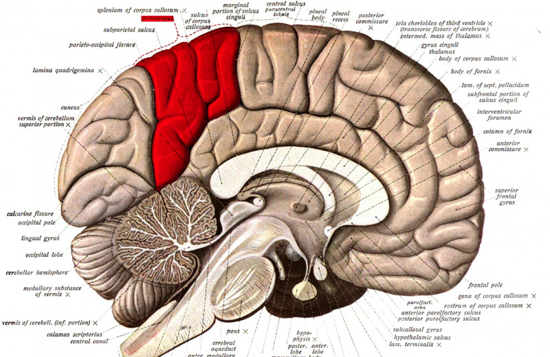 Нейробиологи нашли, где в мозге человека находится его телесное 